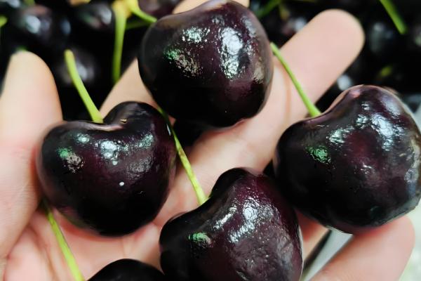 十一月份有没有车厘子上市，智利、澳大利亚等国家的车厘子会在此时供应