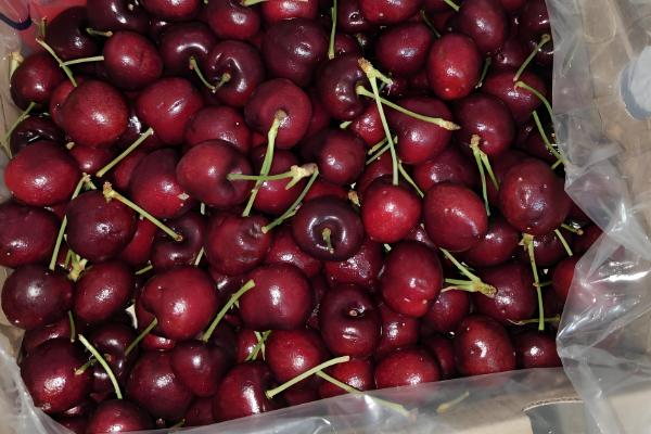 十一月份有没有车厘子上市，智利、澳大利亚等国家的车厘子会在此时供应