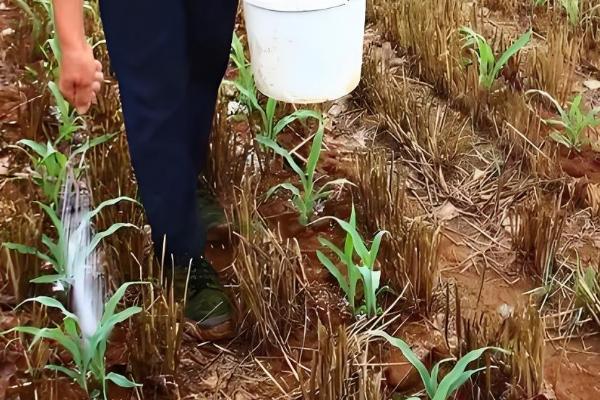 预防玉米小苗的方法,播种前选择纯度高、发芽势较强的种子