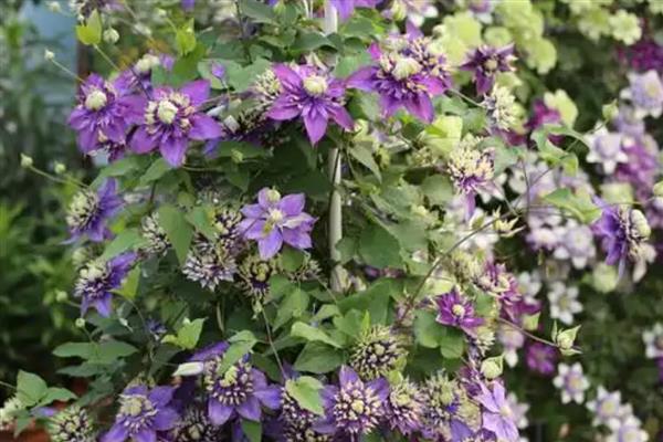 铁线莲如何培育小苗，首先选择饱满、品质优良的种子