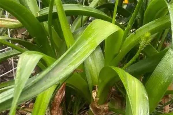 像兰花叶子一样的植物，有麦冬、虎眼万年青等