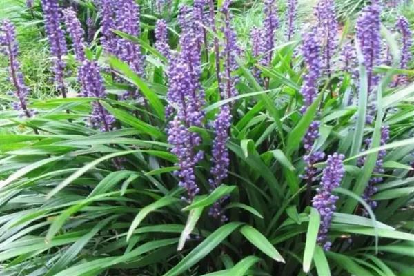 像兰花叶子一样的植物，有麦冬、虎眼万年青等