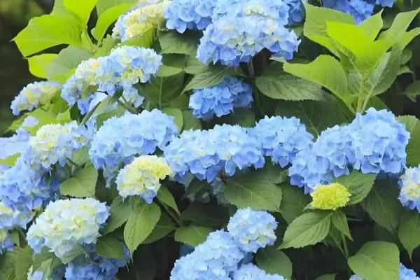 绣球花有什么花语,不同颜色代表的含义有区别