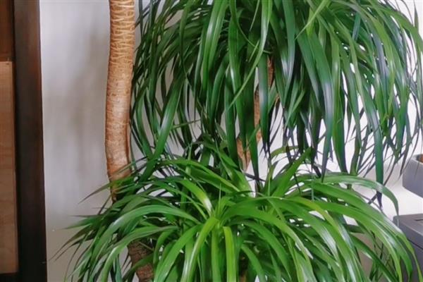 像兰花叶子一样的植物，有麦冬、虎眼万年青等