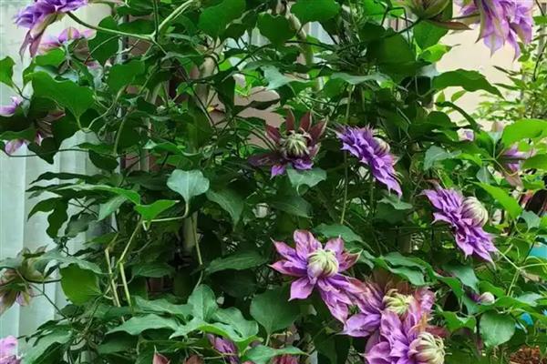 铁线莲如何培育小苗，首先选择饱满、品质优良的种子