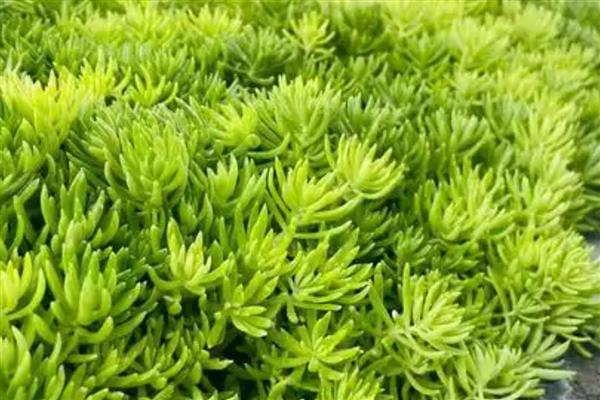 像兰花叶子一样的植物，有麦冬、虎眼万年青等