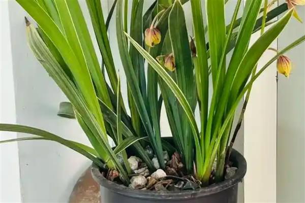 像兰花叶子一样的植物，有麦冬、虎眼万年青等