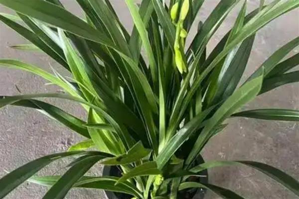 像兰花叶子一样的植物，有麦冬、虎眼万年青等