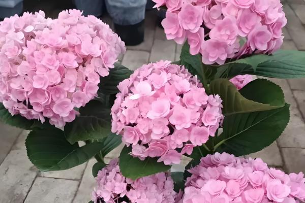 绣球花有什么花语,不同颜色代表的含义有区别