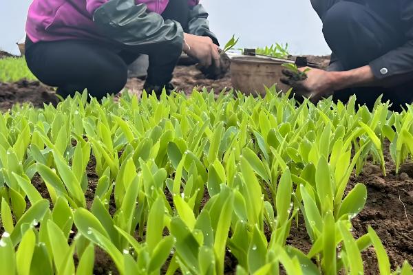 预防玉米小苗的方法,播种前选择纯度高、发芽势较强的种子