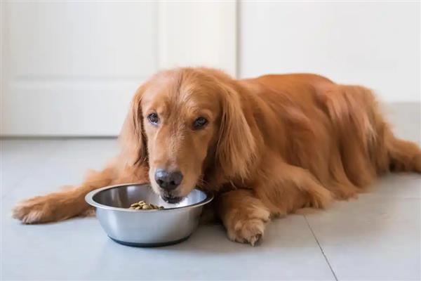 给狗狗吃营养膏要注意什么,不能作为主食也不能长期饲喂