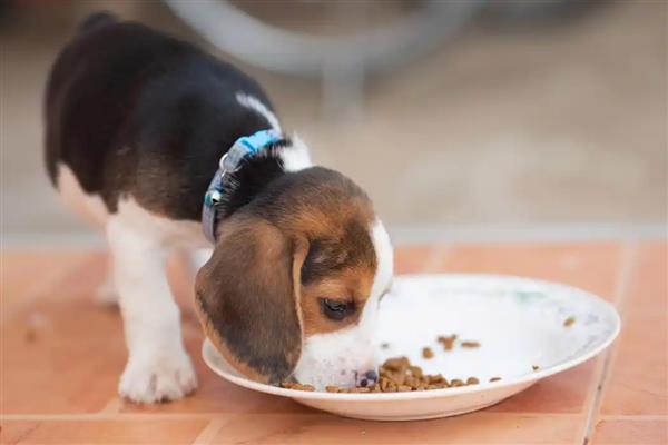 给狗狗吃营养膏要注意什么,不能作为主食也不能长期饲喂