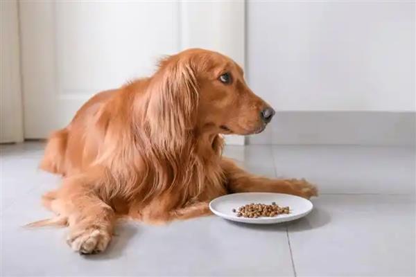 给狗狗吃营养膏要注意什么,不能作为主食也不能长期饲喂