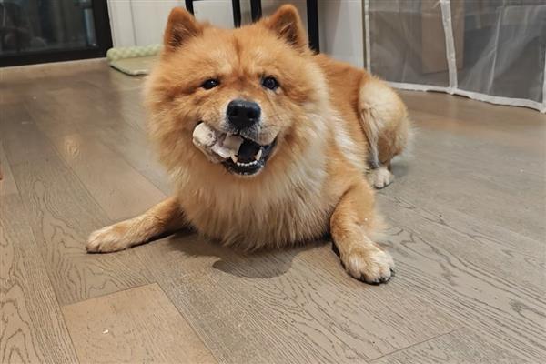 给狗狗吃营养膏要注意什么,不能作为主食也不能长期饲喂