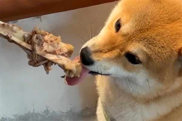 给狗狗吃营养膏要注意什么,不能作为主食也不能长期饲喂