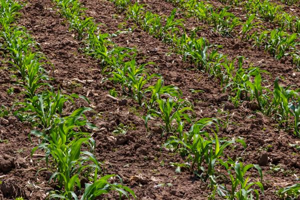 预防玉米小苗的方法,播种前选择纯度高、发芽势较强的种子