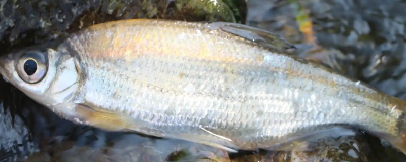 大眼鳊鱼的简介，一般是指大眼华鳊