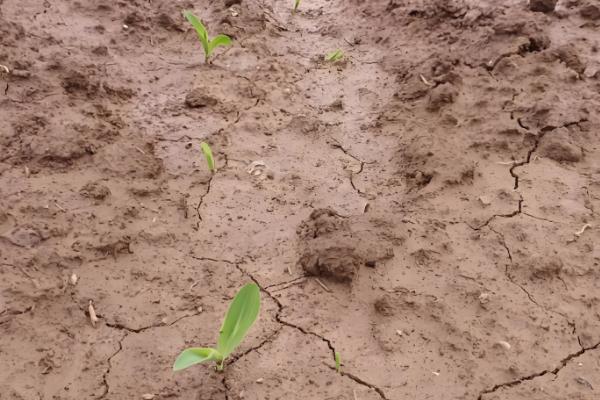 预防玉米小苗的方法,播种前选择纯度高、发芽势较强的种子