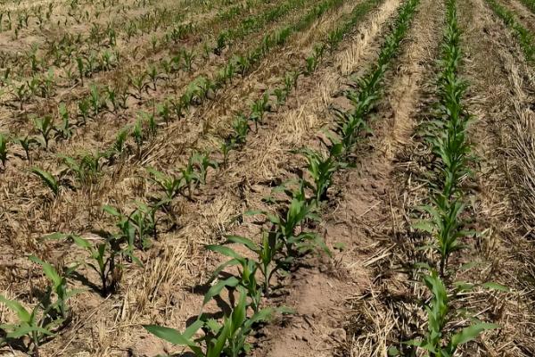 预防玉米小苗的方法,播种前选择纯度高、发芽势较强的种子