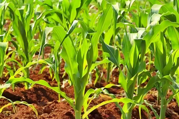 预防玉米小苗的方法,播种前选择纯度高、发芽势较强的种子