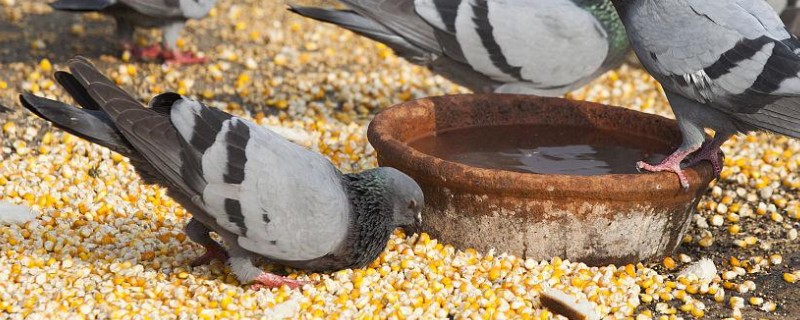 鸽子吃玉米的好处，可以提供能量和热量