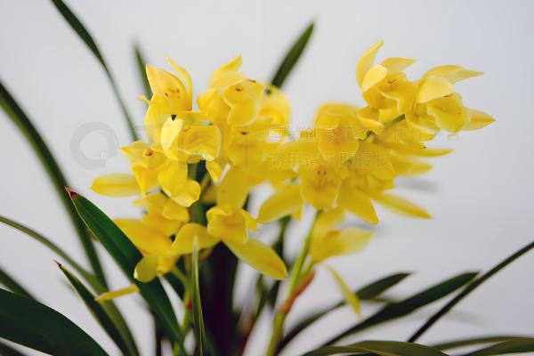 黄兰的养殖方法，施肥主要在越冬和花后进行