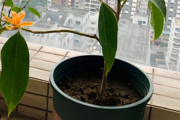 黄兰的养殖方法，施肥主要在越冬和花后进行