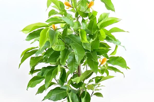 黄兰的养殖方法，施肥主要在越冬和花后进行