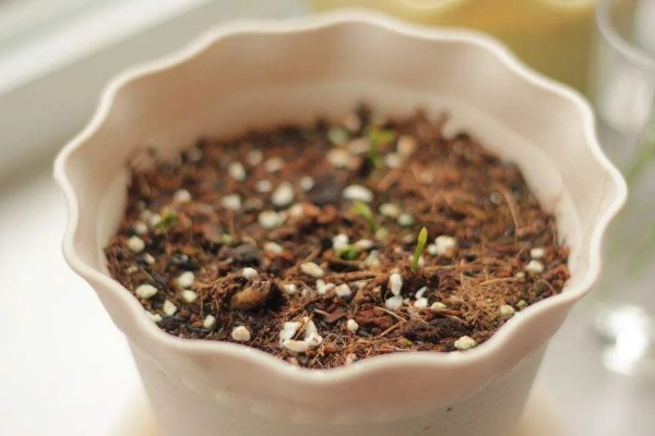 柠檬盆栽能不能养在家里，经过浸种处理便可种植