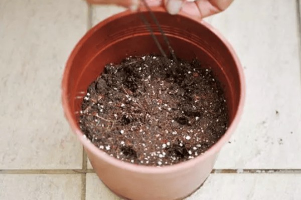 柠檬盆栽能不能养在家里，经过浸种处理便可种植