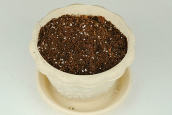 柠檬盆栽能不能养在家里，经过浸种处理便可种植