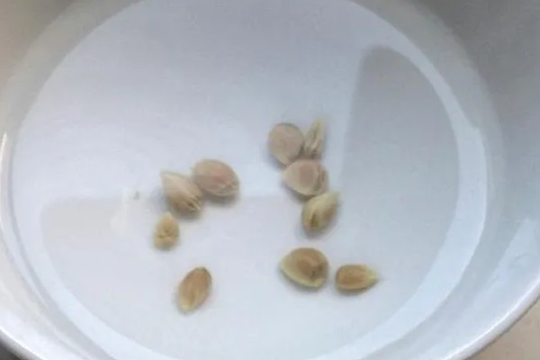 柠檬盆栽能不能养在家里，经过浸种处理便可种植