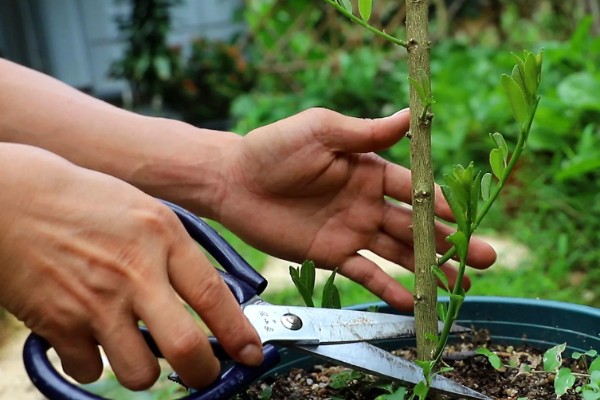 柠檬盆栽能不能养在家里，经过浸种处理便可种植