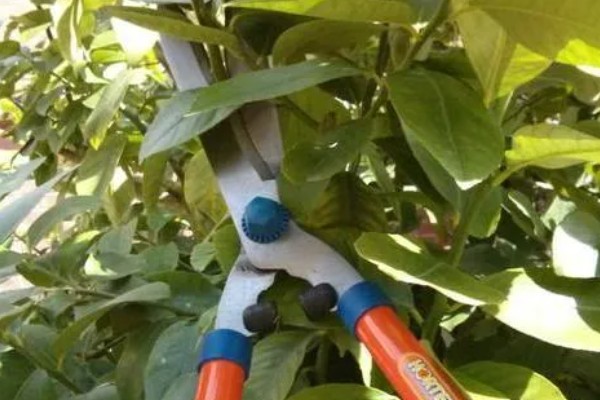 柠檬盆栽能不能养在家里，经过浸种处理便可种植