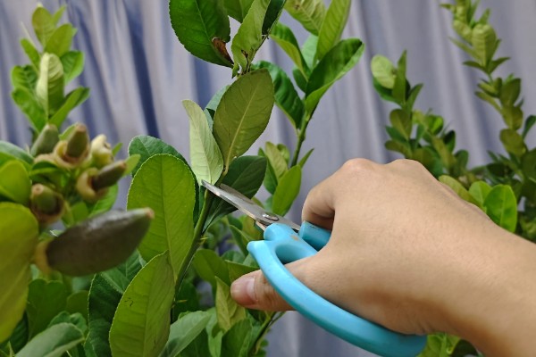 柠檬盆栽能不能养在家里，经过浸种处理便可种植