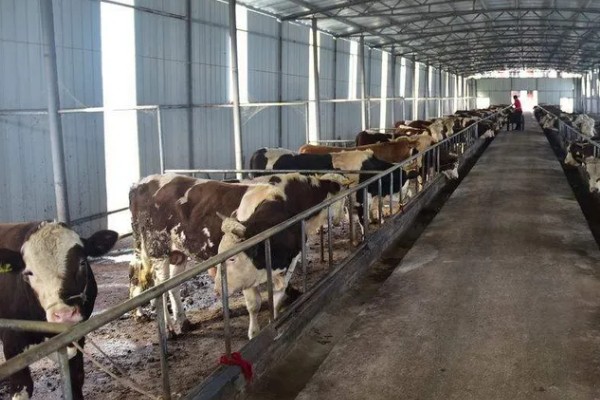 牛不吃草如何解决,圈舍温度过高需通风透气