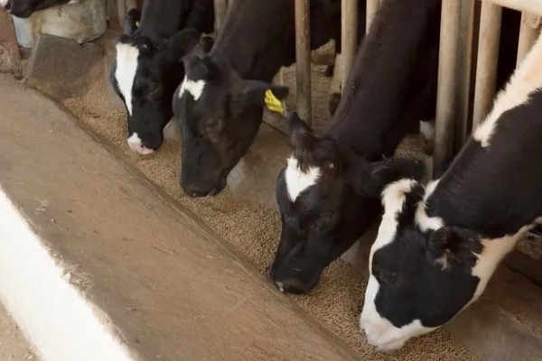 牛不吃草如何解决,圈舍温度过高需通风透气