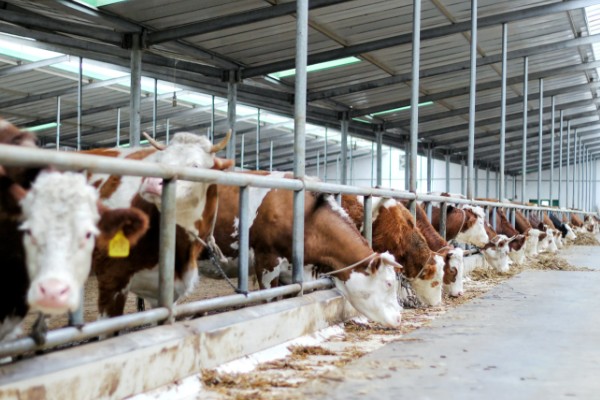 牛不吃草如何解决,圈舍温度过高需通风透气