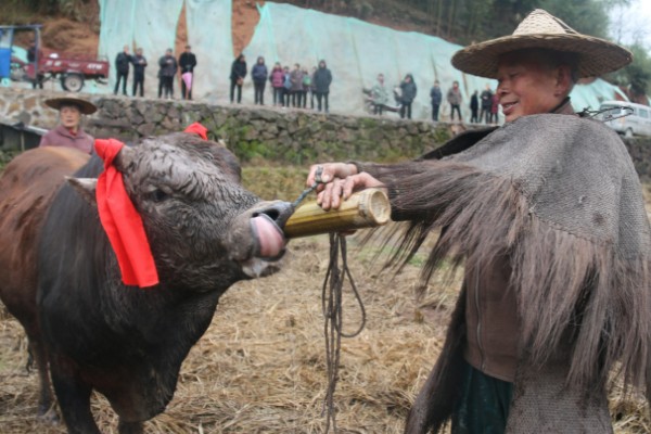 牛不吃草如何解决,圈舍温度过高需通风透气