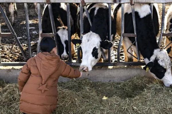 牛不吃草如何解决,圈舍温度过高需通风透气