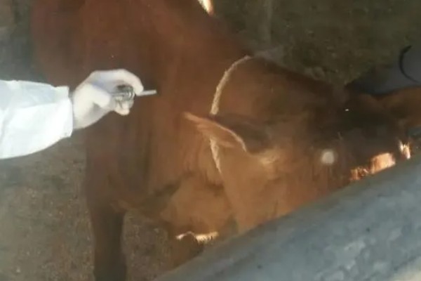 牛不吃草如何解决,圈舍温度过高需通风透气