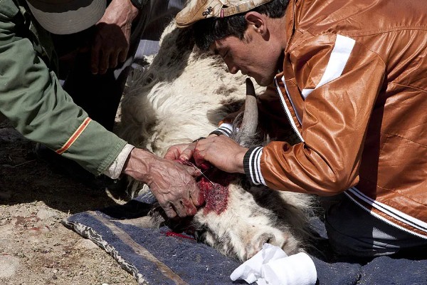 牛不吃草如何解决,圈舍温度过高需通风透气