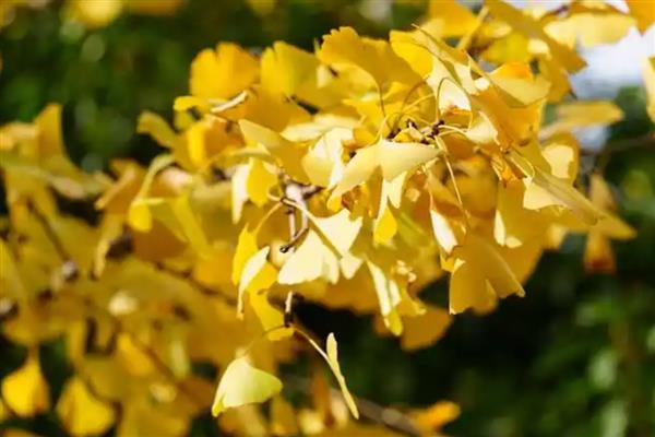 银杏有什么花语,代表永恒守护、坚强不屈、沉稳魅力