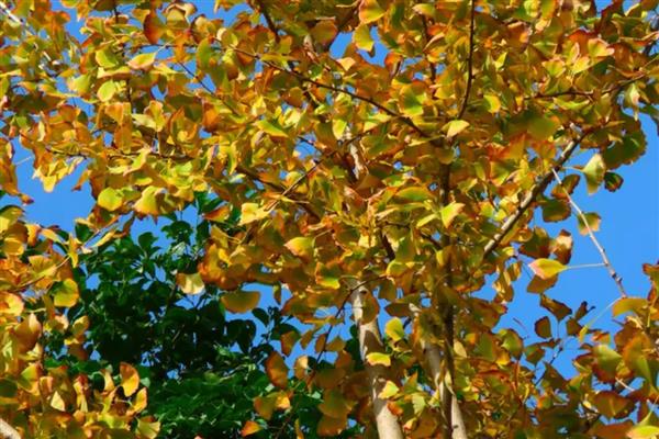 银杏有什么花语,代表永恒守护、坚强不屈、沉稳魅力