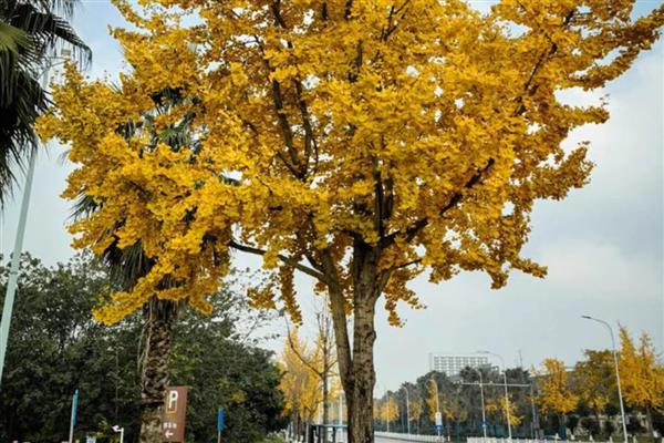 银杏有什么花语,代表永恒守护、坚强不屈、沉稳魅力