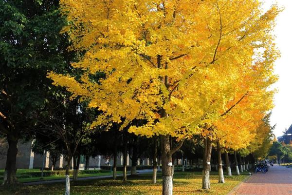 银杏有什么花语,代表永恒守护、坚强不屈、沉稳魅力