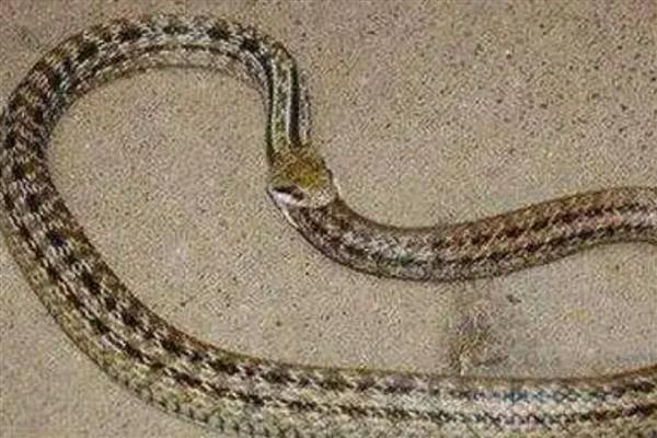 环箍蛇自食其尾的原因,可能是错将尾巴当成运动中的猎物