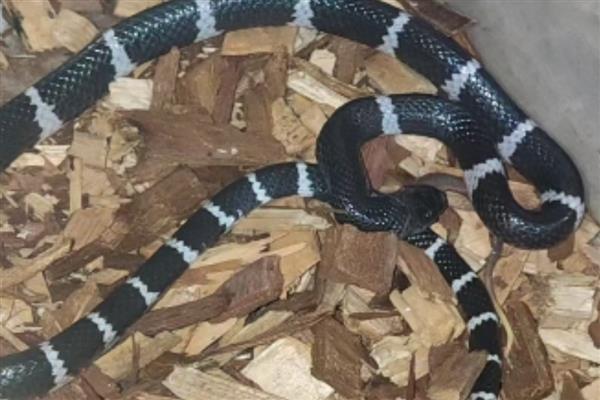 环箍蛇自食其尾的原因,可能是错将尾巴当成运动中的猎物