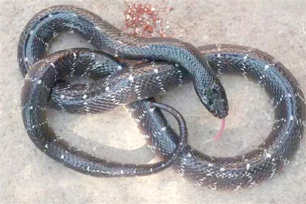环箍蛇自食其尾的原因,可能是错将尾巴当成运动中的猎物