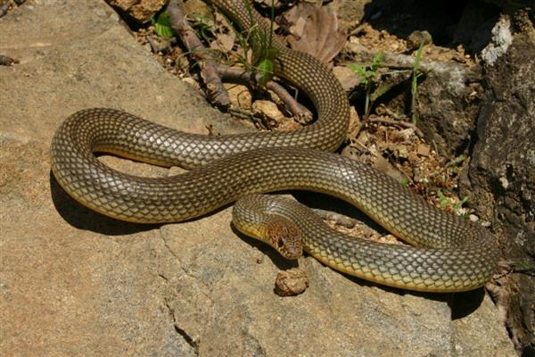 环箍蛇自食其尾的原因,可能是错将尾巴当成运动中的猎物